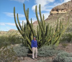 At Organ Pipe National Monument.