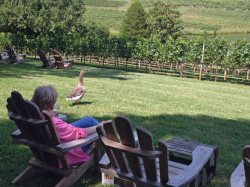 At the winery.  Note the goose photobomber.