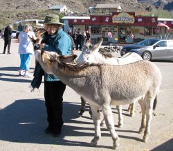 This burro didn't want to give up.