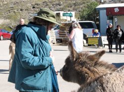 This burro is smelling Gloria's pockets to be sure he isn't missing out.