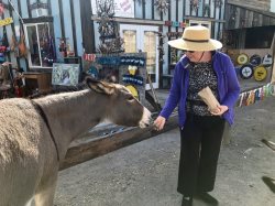 Feeding the burros in Oatman.